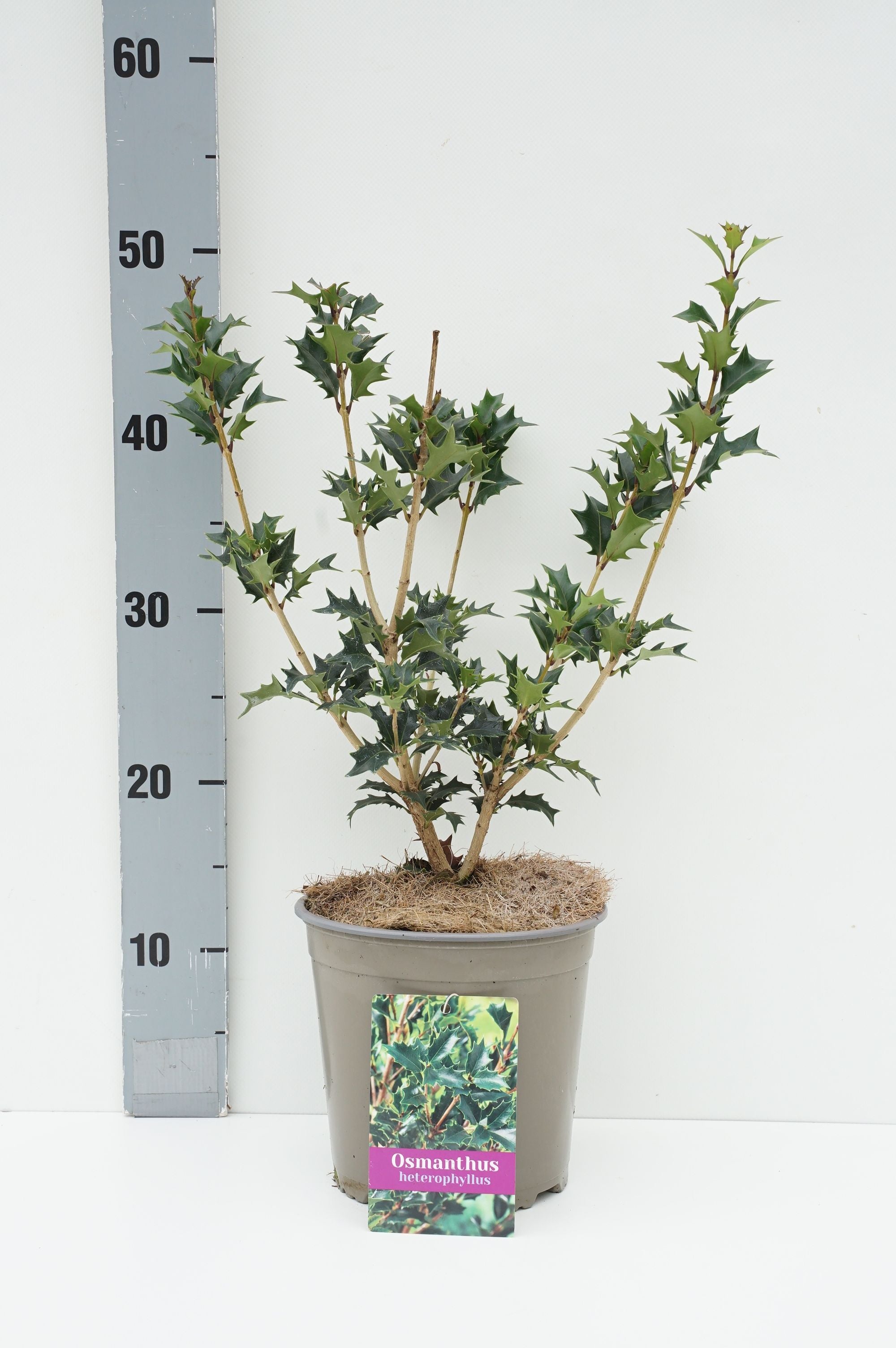 Osmanthus heterophyllus 100-120 cm rotklump