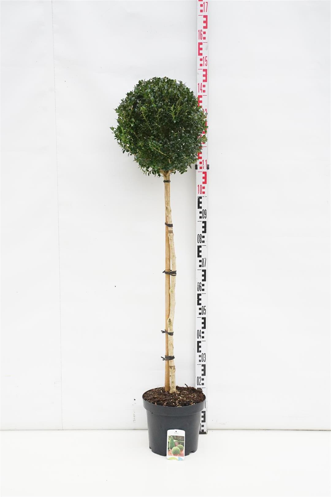 Buxbom sempervirens - 90 CM STEM C7,5/P26