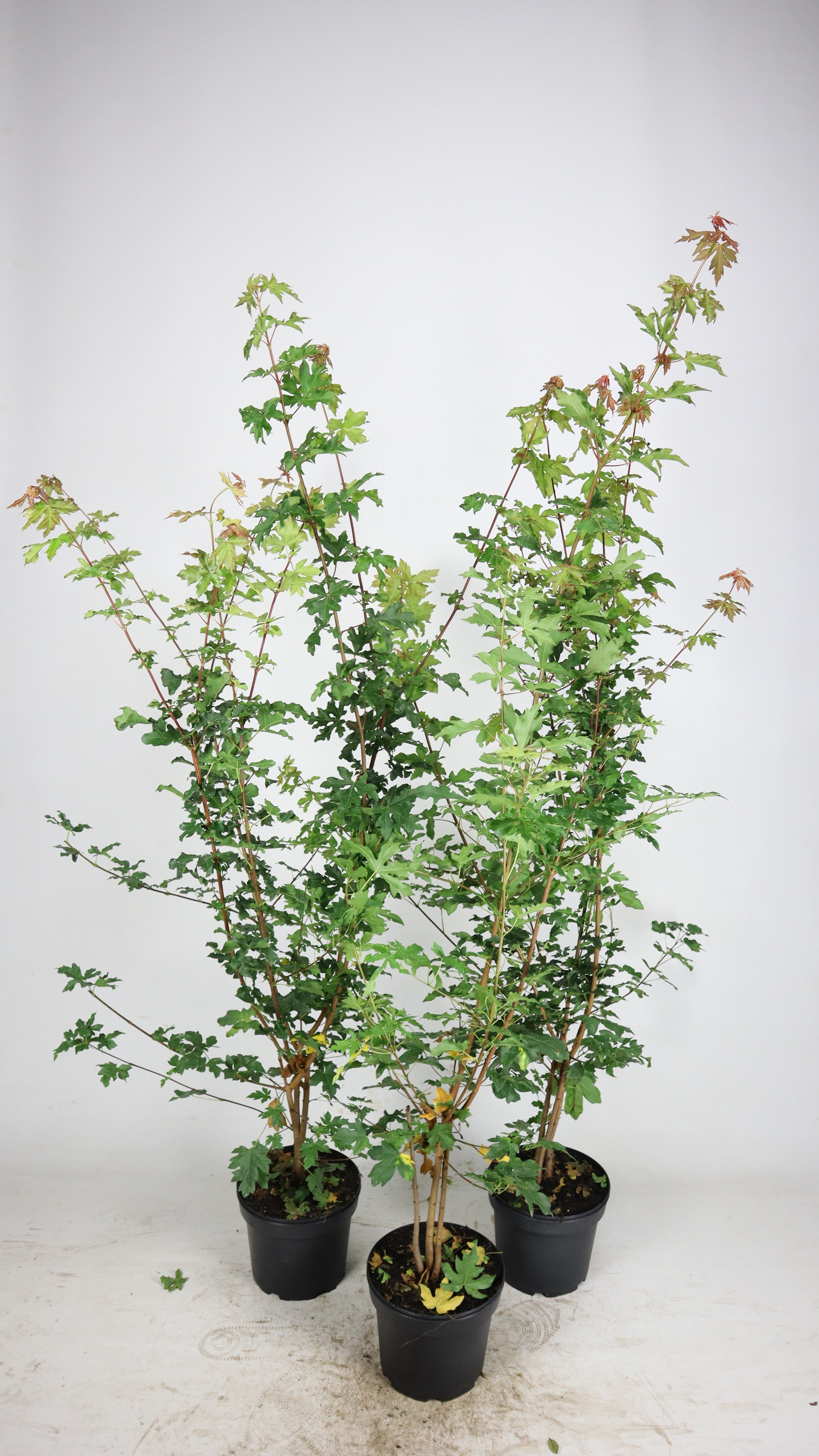 Häggmispel ; 60-80 cm 7,5 L kruka