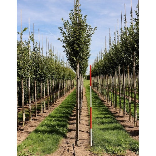 Pyramidavenbok - Carpinus betulus 'Fastigiata' - Stammens omkrets 16-18 cm, höjd 3,5-4 meter, HS,