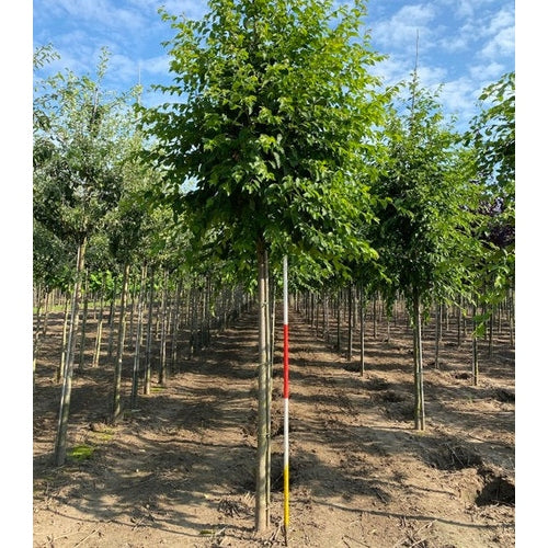 Humlebok - Ostrya carpinifolia - Stammens omkrets 14-16 cm, höjd 3,5-4 meter, HS,