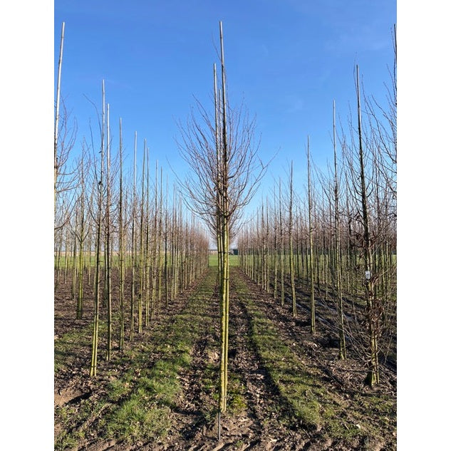 Pelaravenbok - Carpinus betulus 'Frans Fontaine' 12-14 HS,