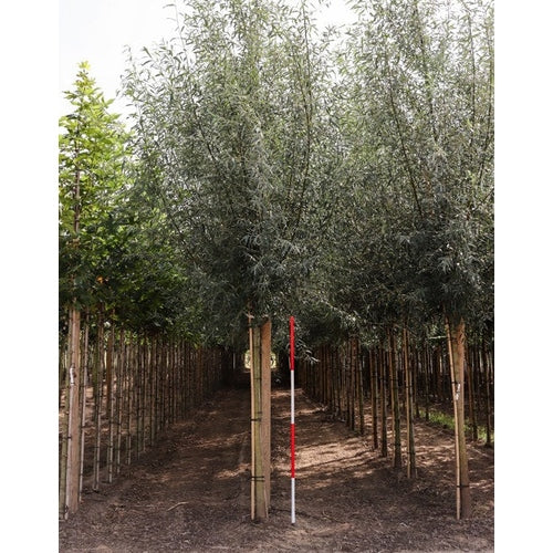 Vitpil - Salix alba - Stammens omkrets 14-16 cm, höjd 3,5-4 meter, HS, COCO