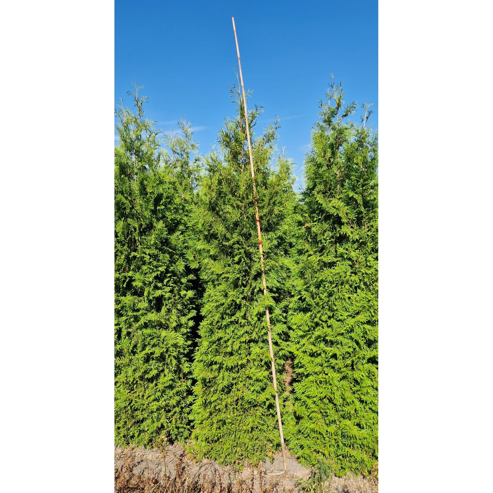 Thuja Brabant - 275-300 cm