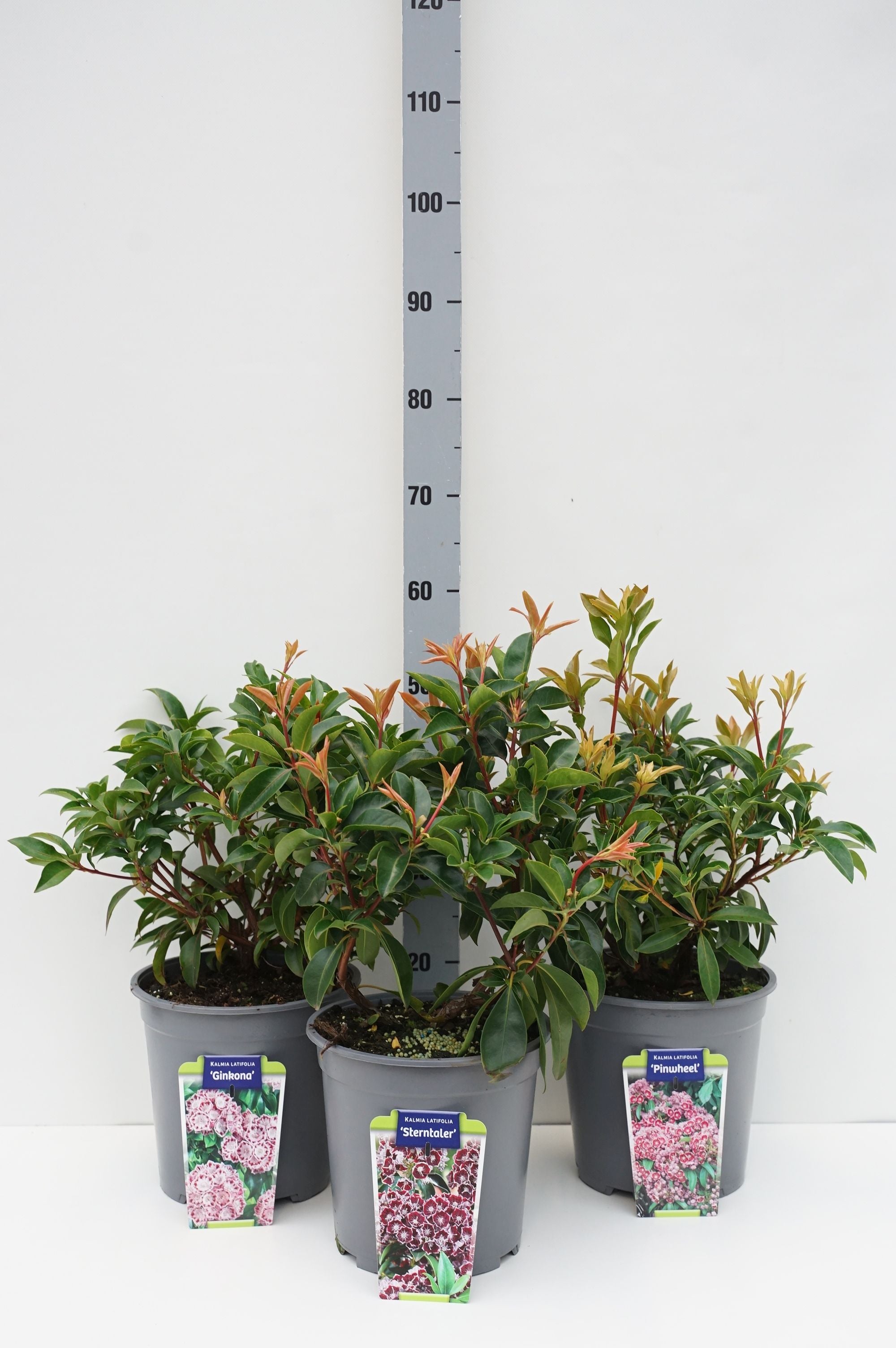 Kalmia in cultivars - C7,5/P26 30-40 CM