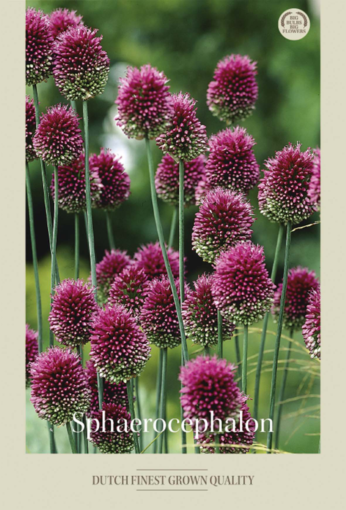 Allium Sphaerocephalon 20-pack