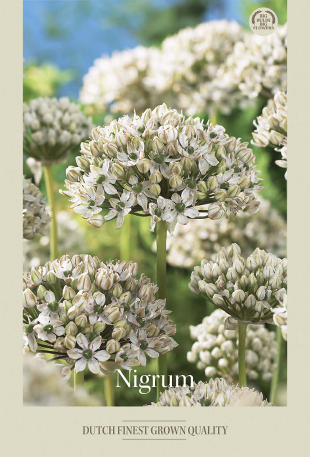 Allium Nigrum 5-pack