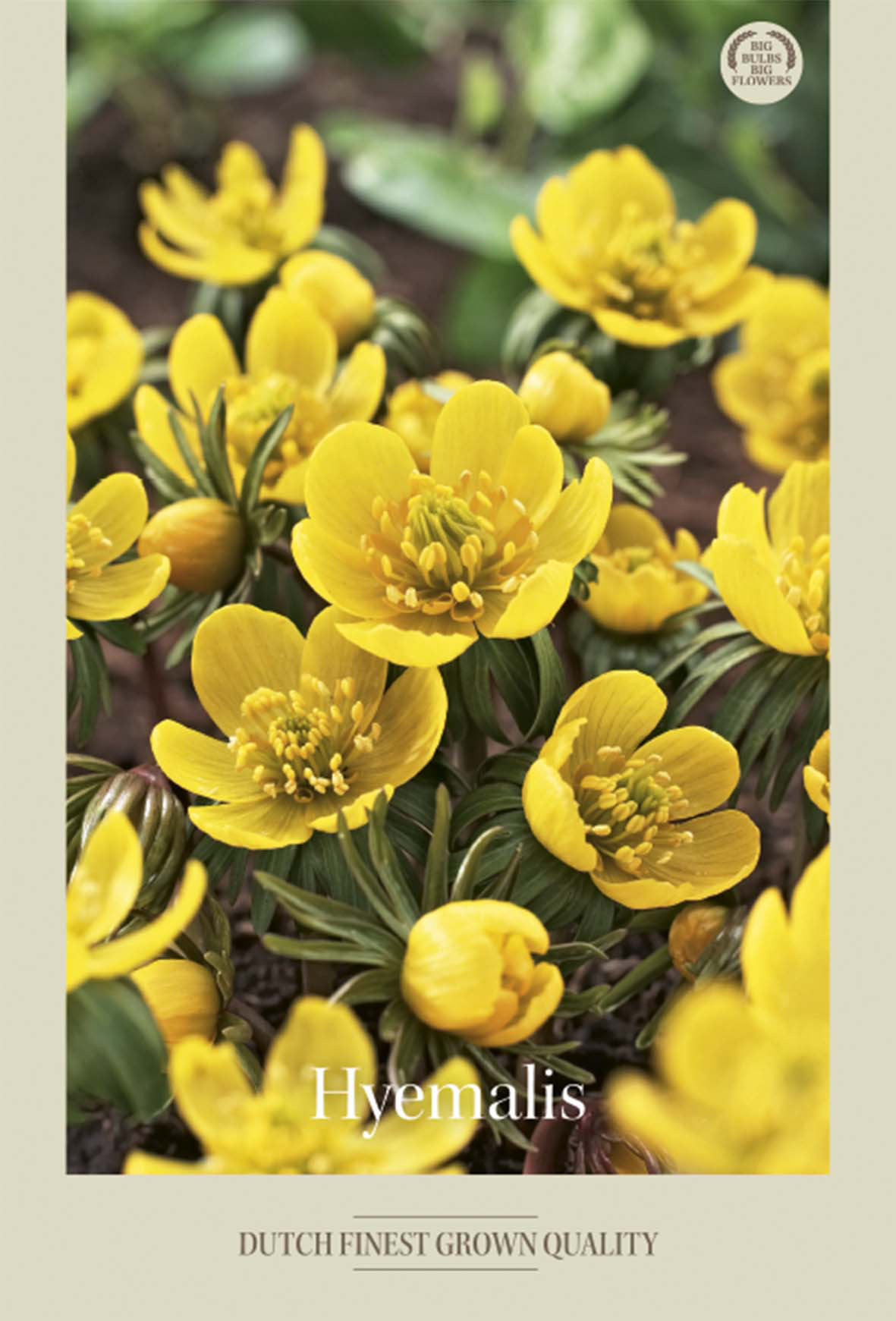 Vintergäck Hyemalis 10-pack