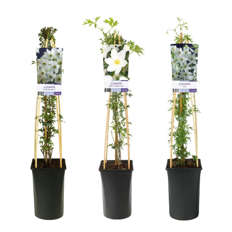 Klematis early flowering/evergreen - C2,5 70 CM 4 ST(SP)