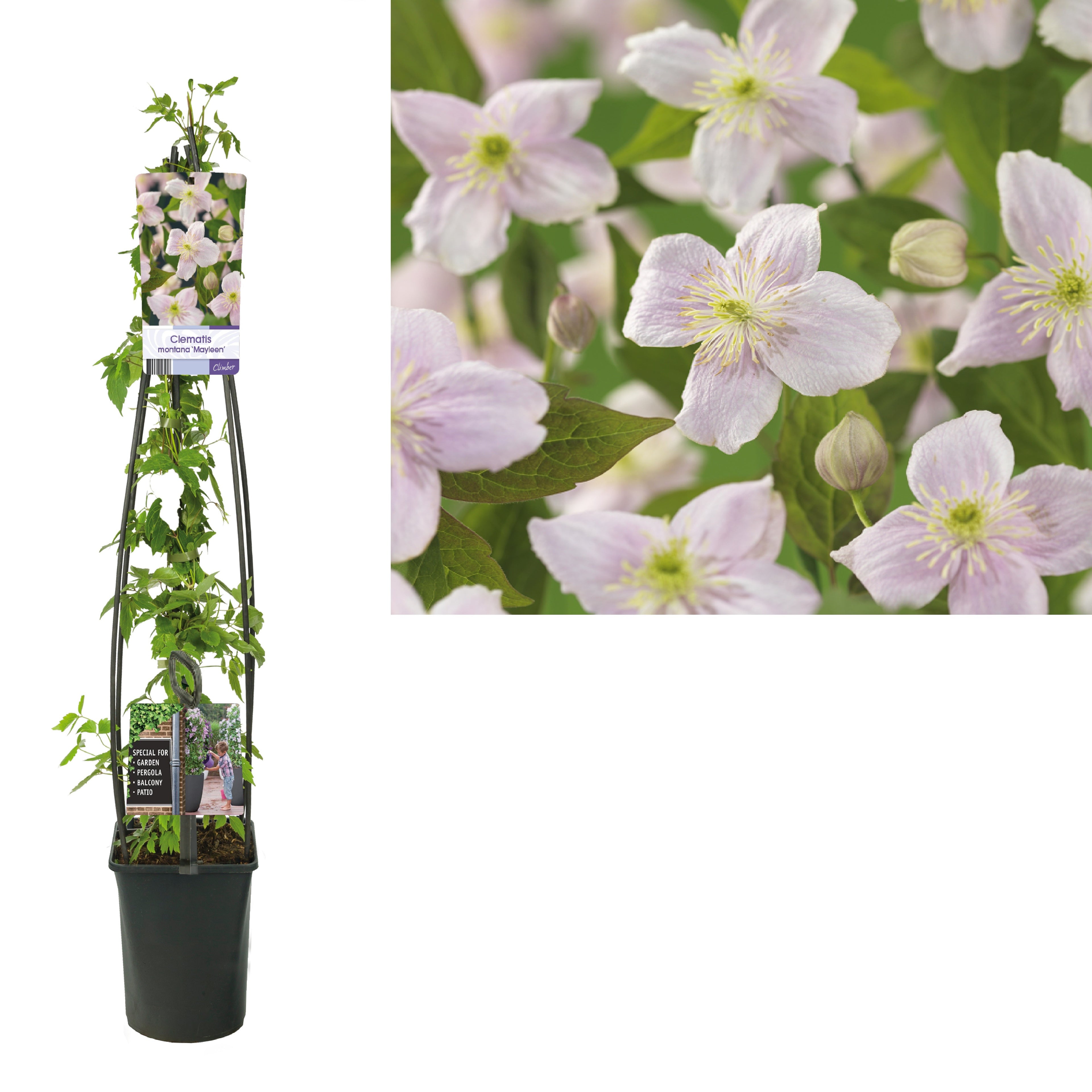 Clematis &
