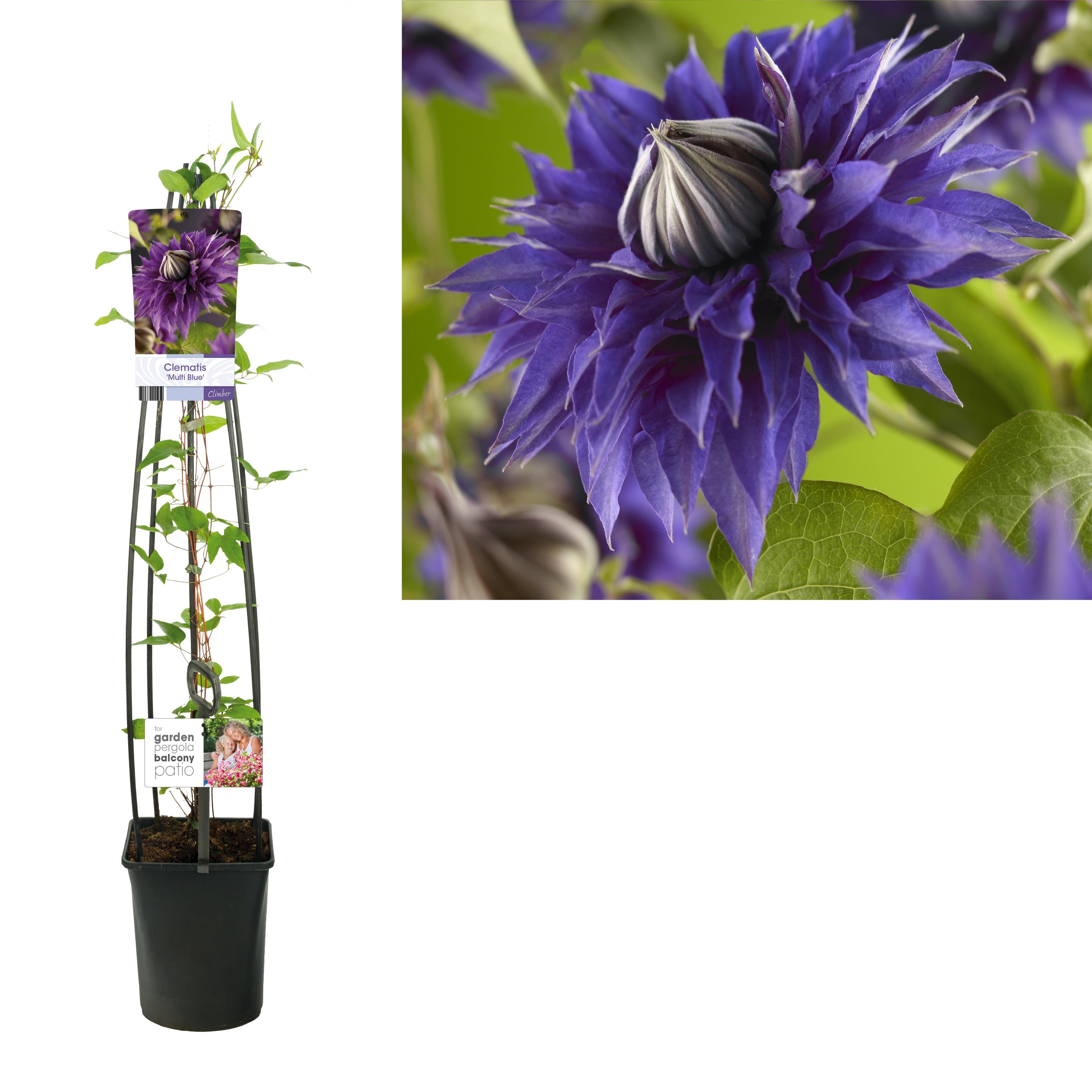 Klematis &