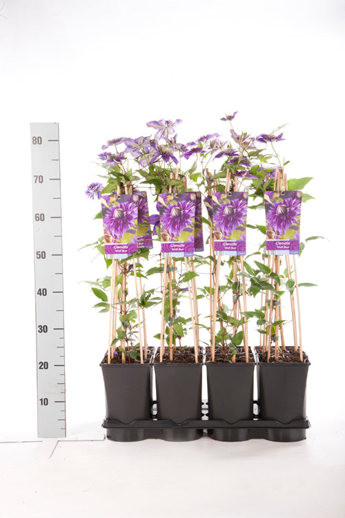 TW-1406964