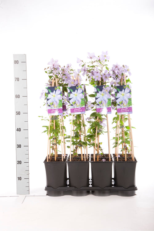 TW-2581244