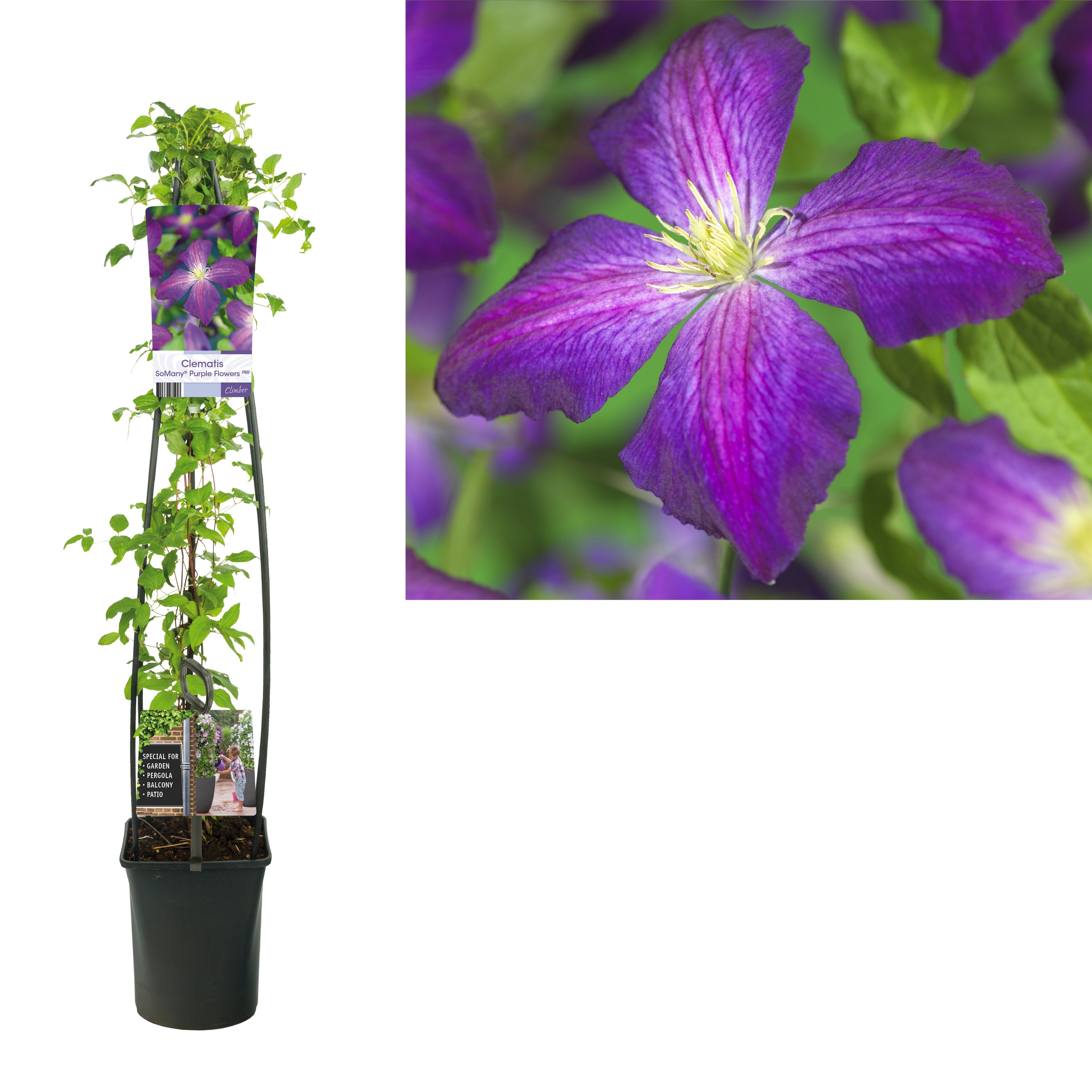 Clematis &