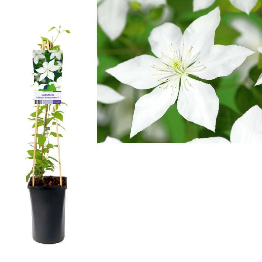 Clematis &