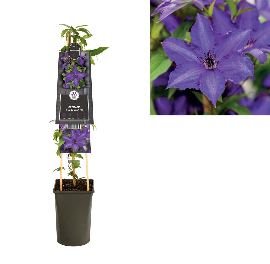 Clematis &