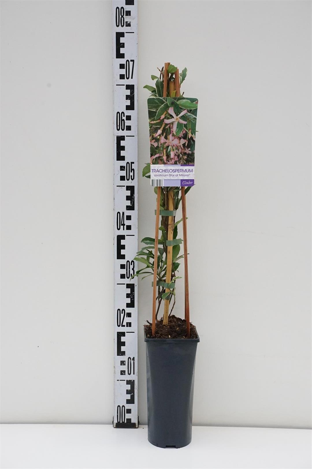 Trachelospermum a. &