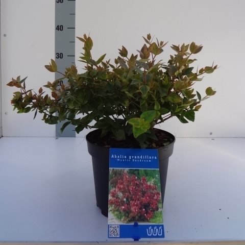 Abelia grand. &
