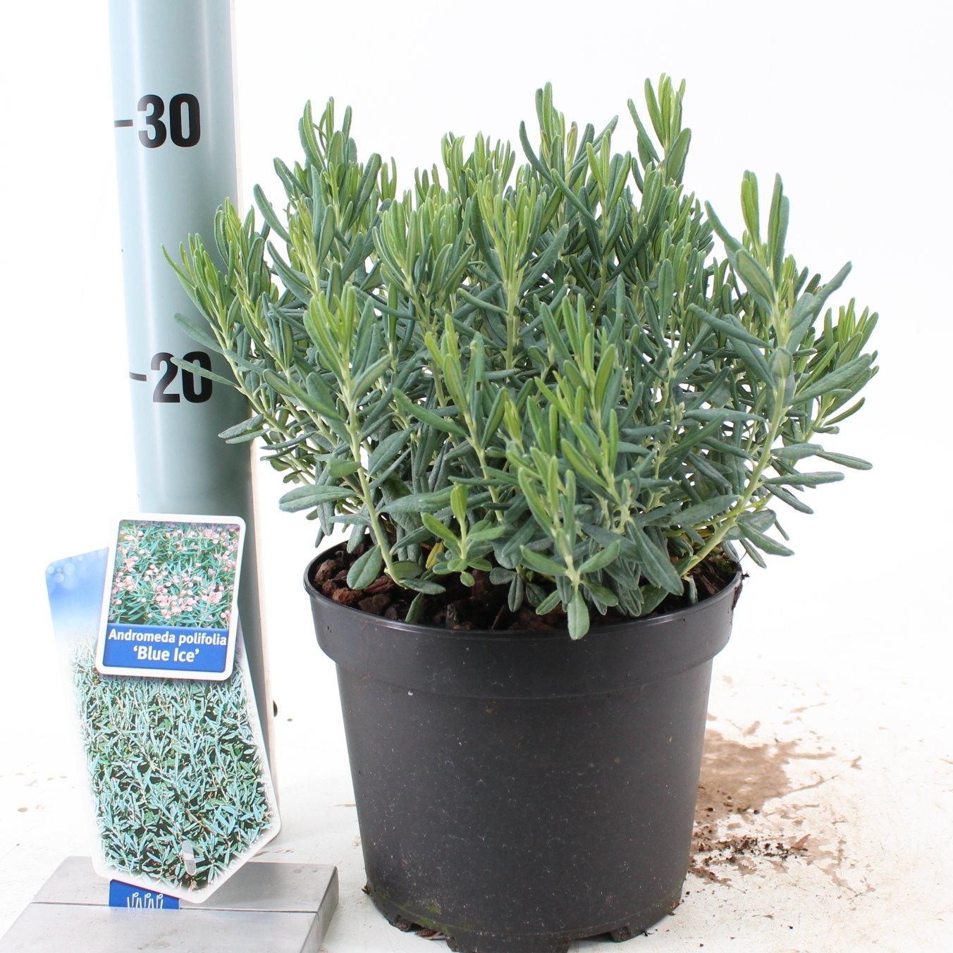 Rosling polifolia &