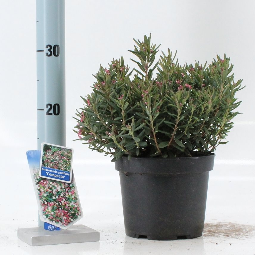 Rosling polifolia &