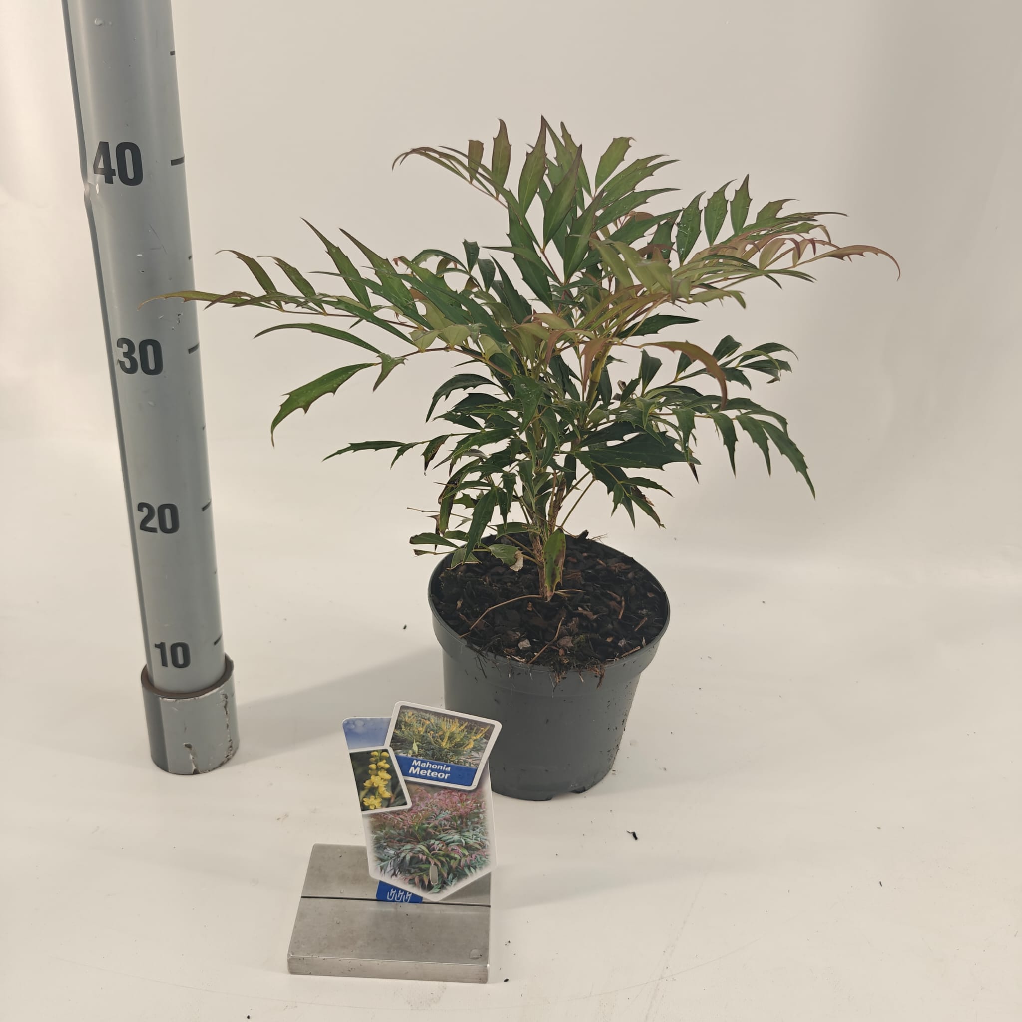 Mahonia eur. &