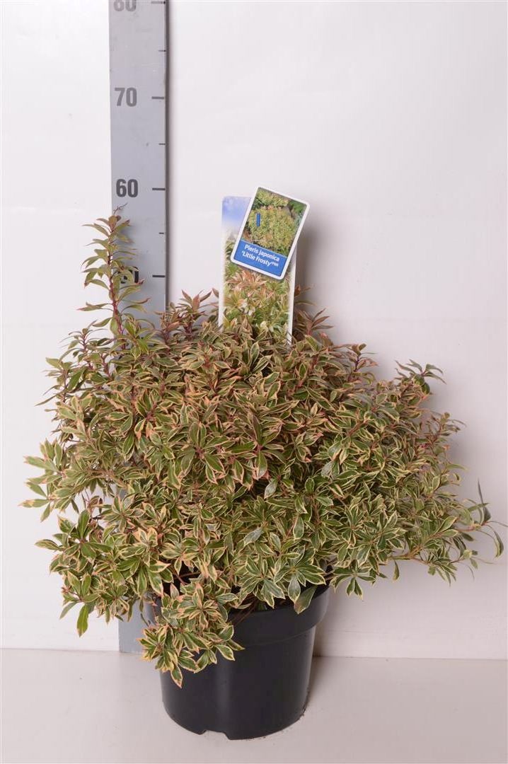 Pieris japonica &