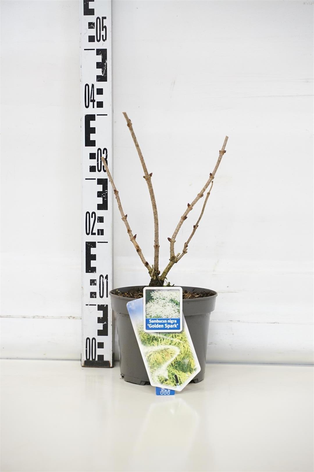 Sambucus nigra &