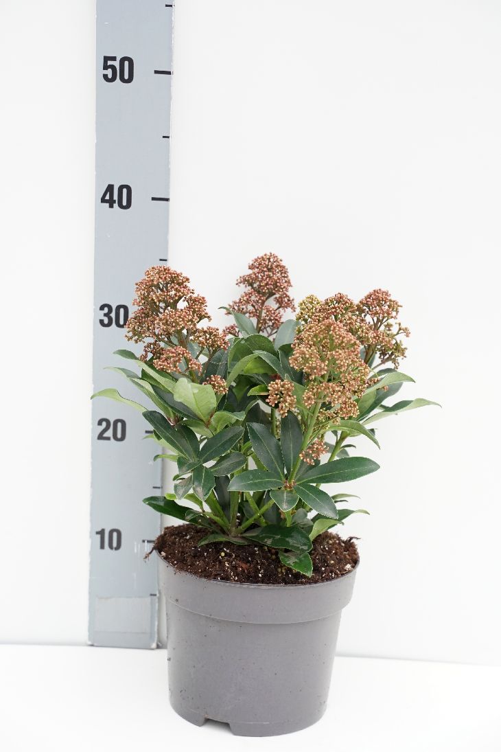 Skimmia jap. &