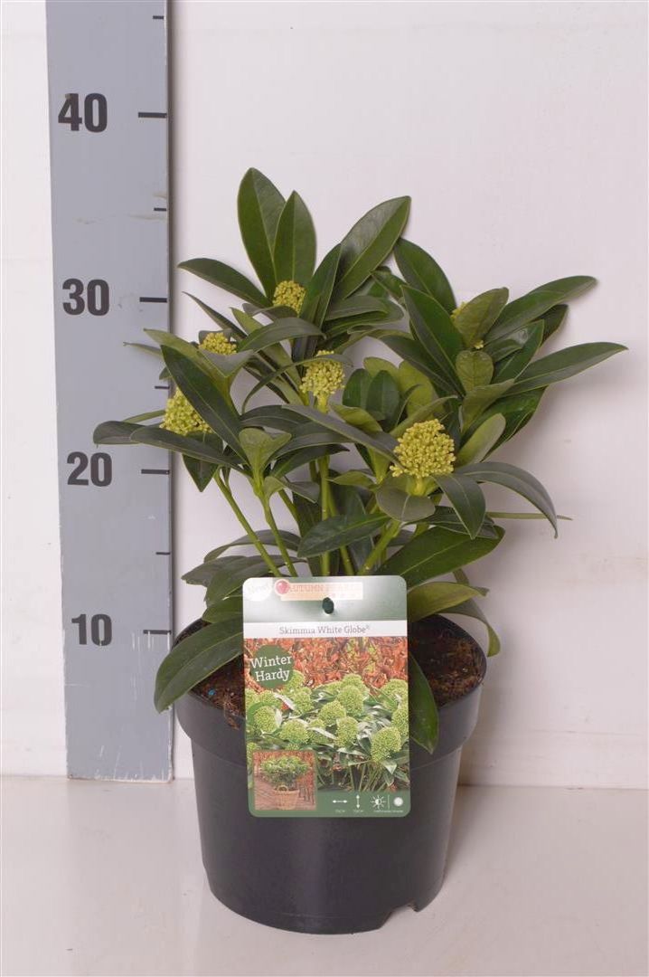 Skimmia j. &