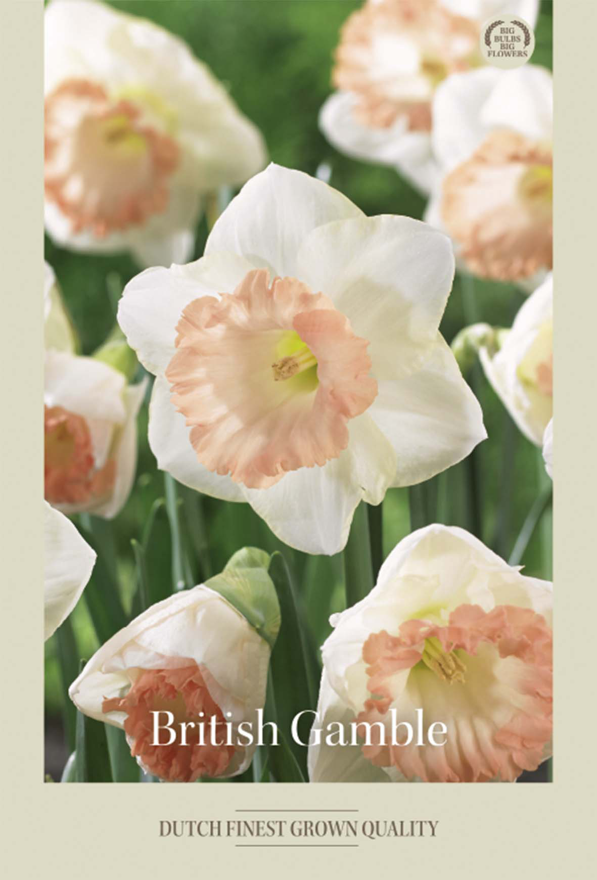 Narciss British Gamble 5-pack
