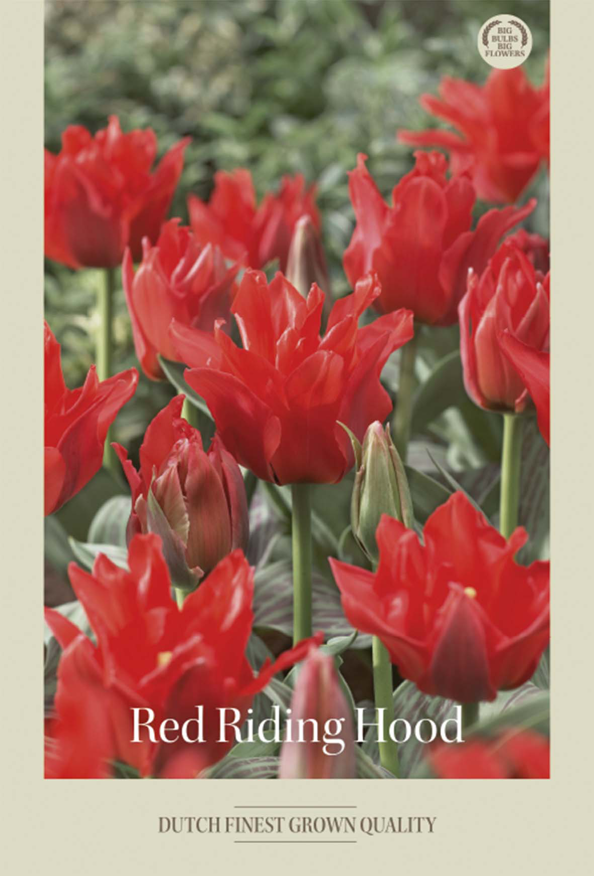 Tulpan Red Riding Hood 7-pack