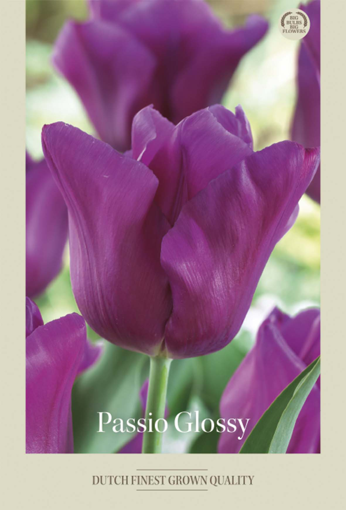 Tulpan Passio Glossy 7-pack