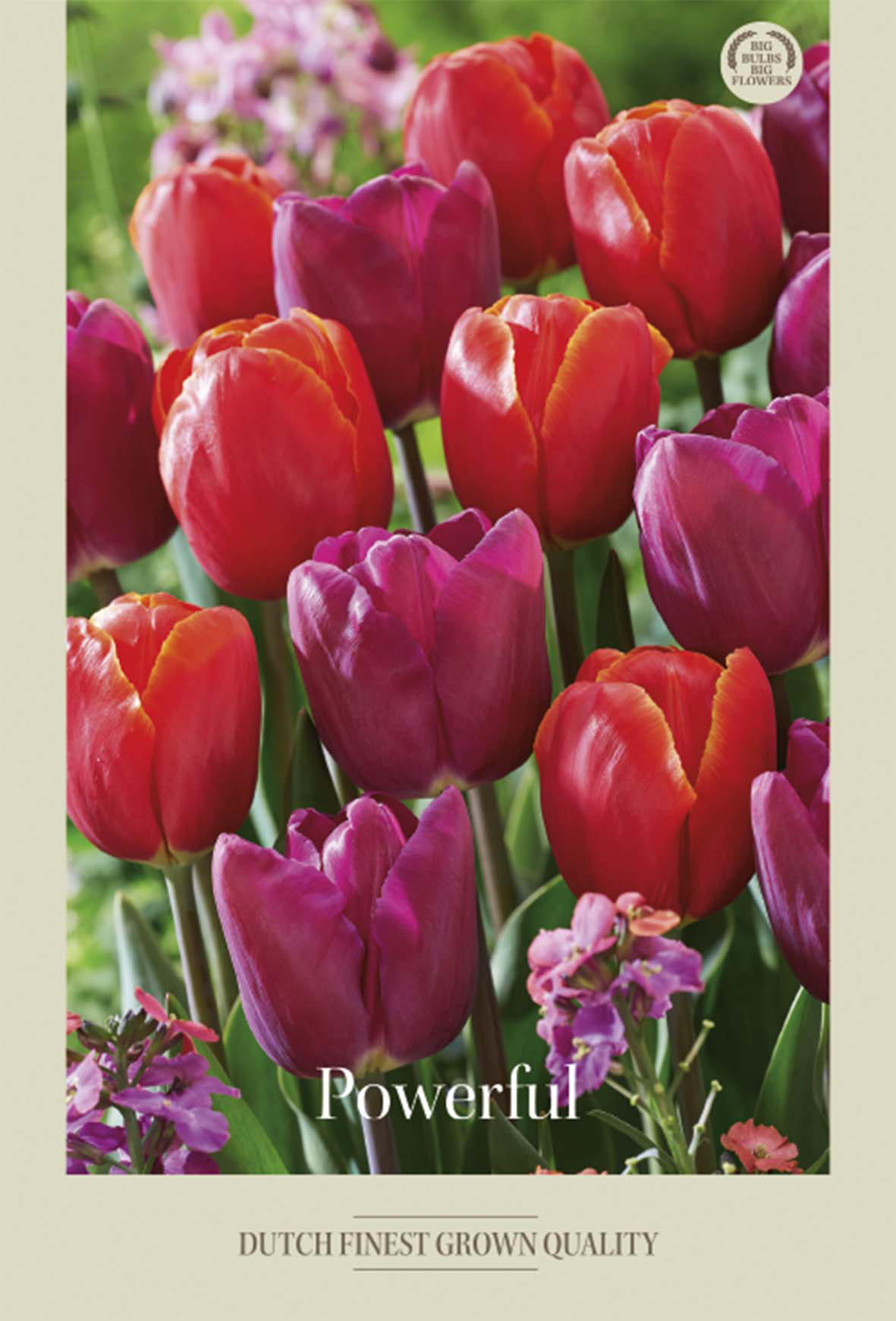 Tulpan Powerful 10-pack