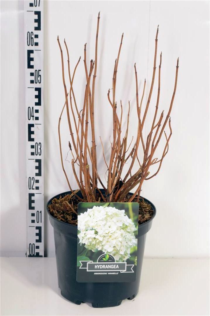 Hortensia arb. &