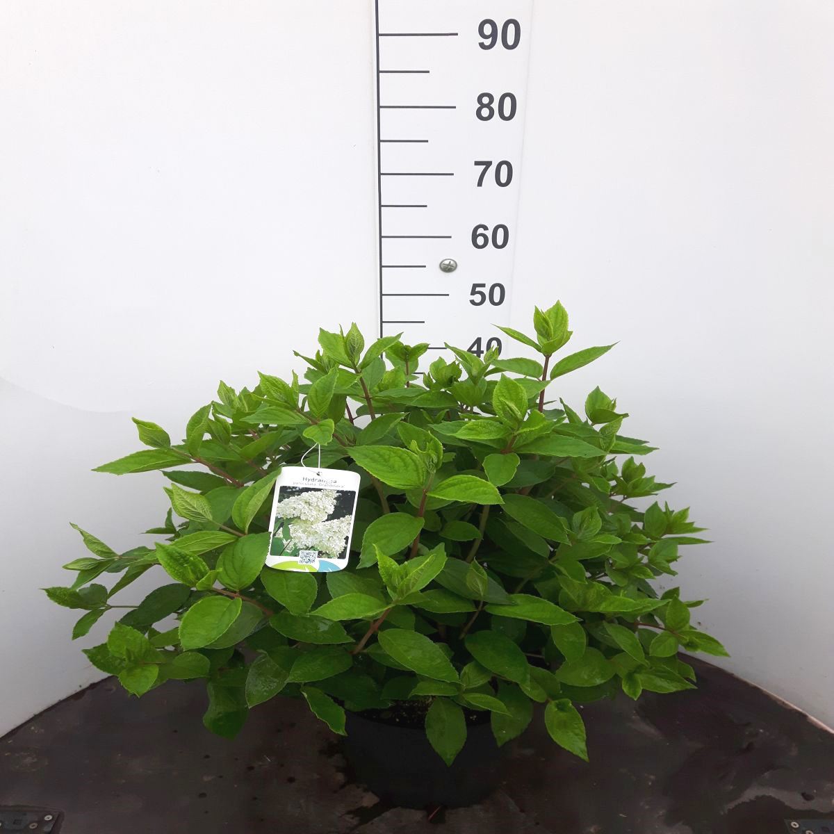 Hortensia pan. &