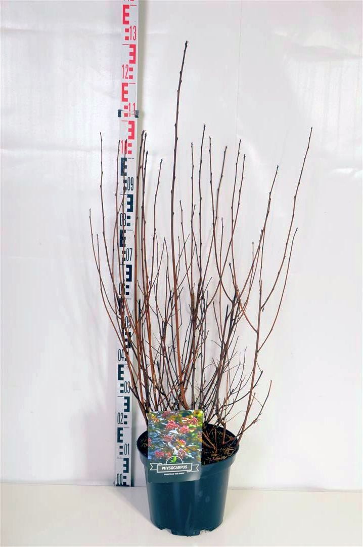 Smällspirea op. &