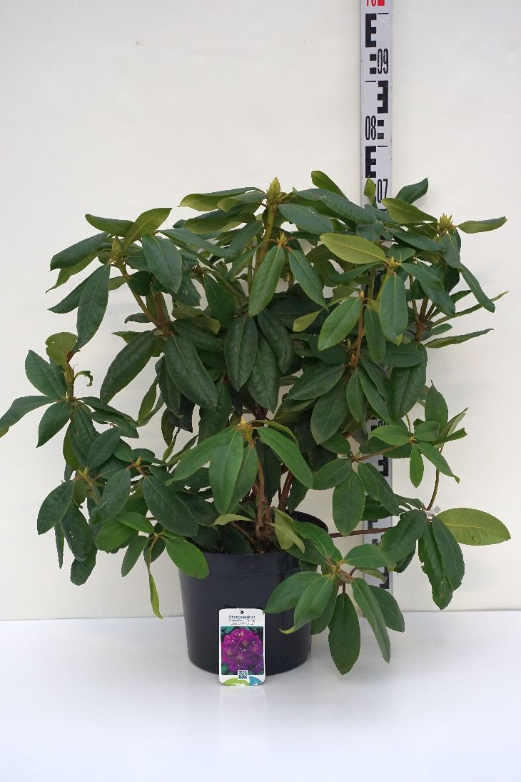 Rhododendron &
