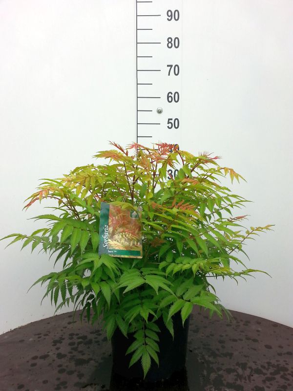 Rönnspirea sorb. &