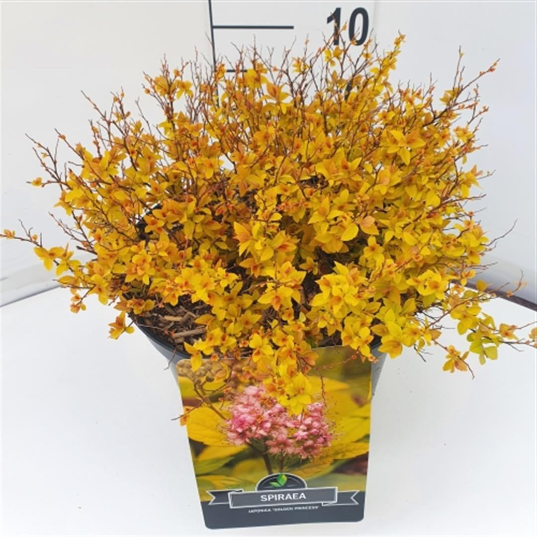 Spiraea jap. &