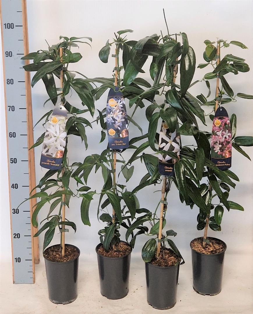 Clematis armandii i sorter C1,5 (1,5 liters kruka) 90 cm
