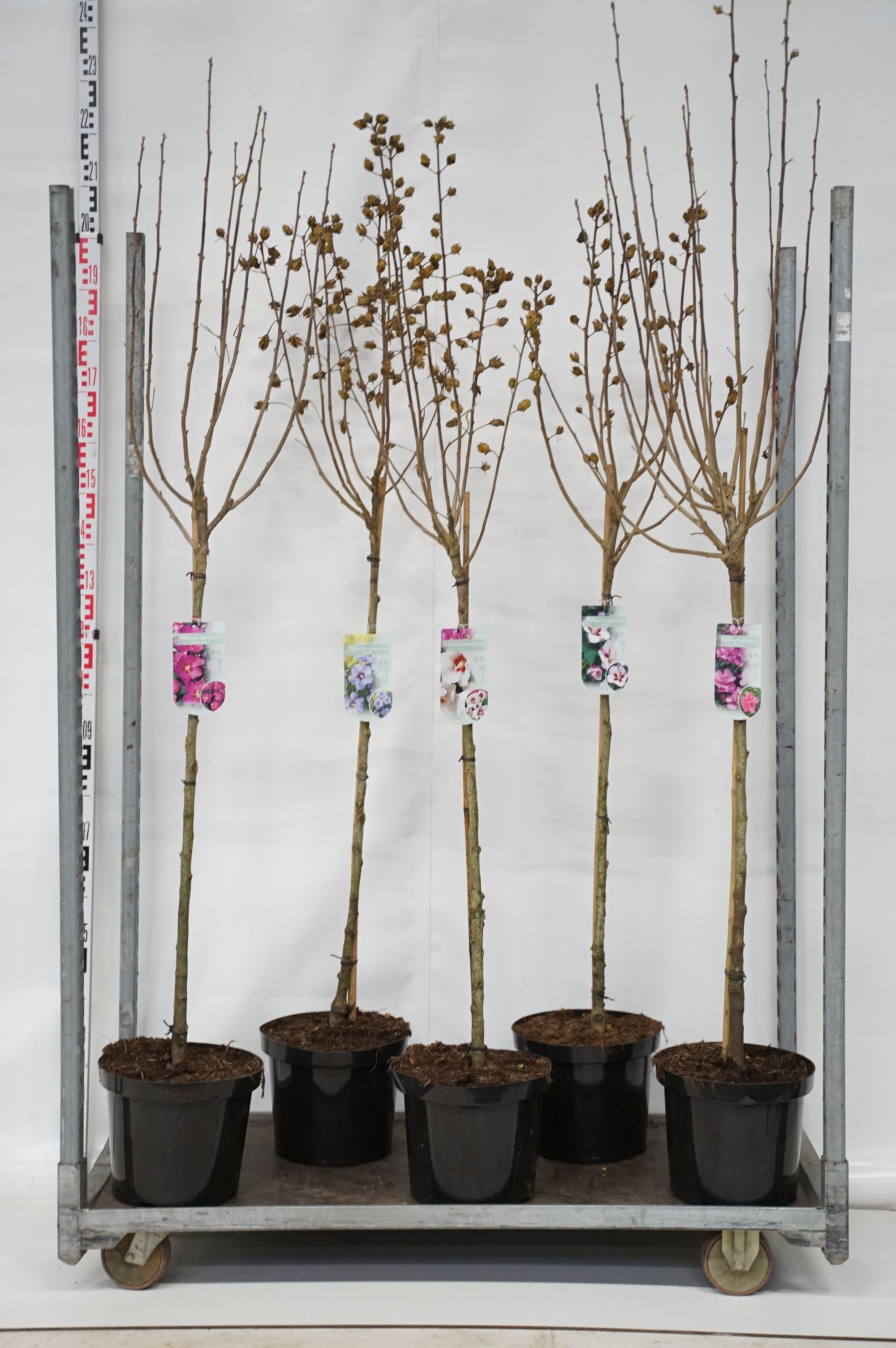 Hibiscus syriacus i sorter C7,5 (7,5 liters kruka) 40-50 cm
