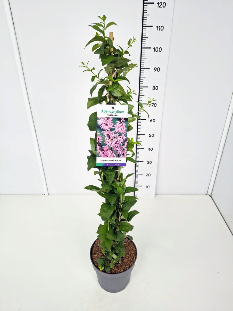 Abeliophyllum distichum &