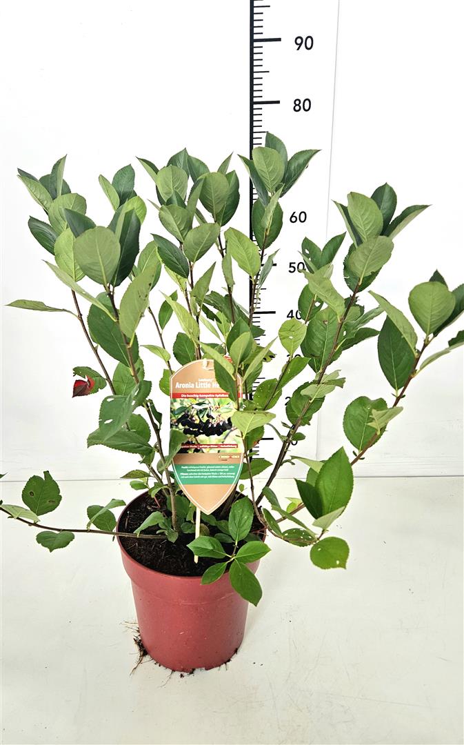 Aronia melanocarpa &