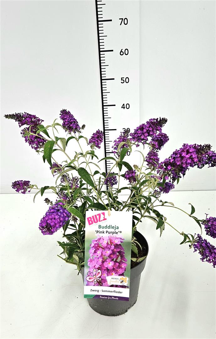Syrenbuddleja &