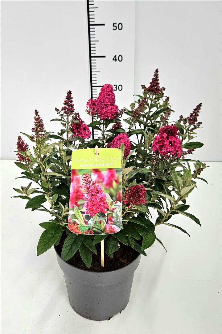 Syrenbuddleja d. &
