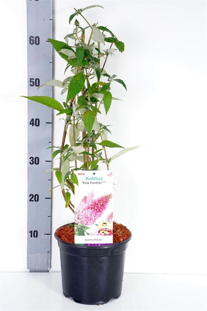 Syrenbuddleja d. &