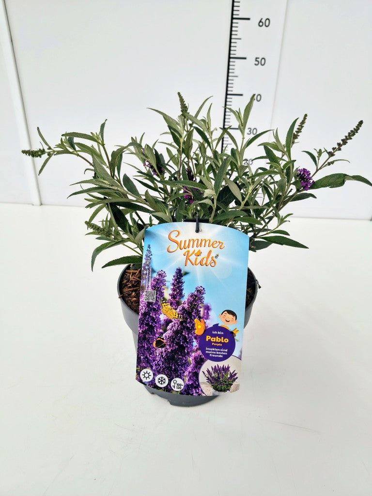 Buddleja d. &