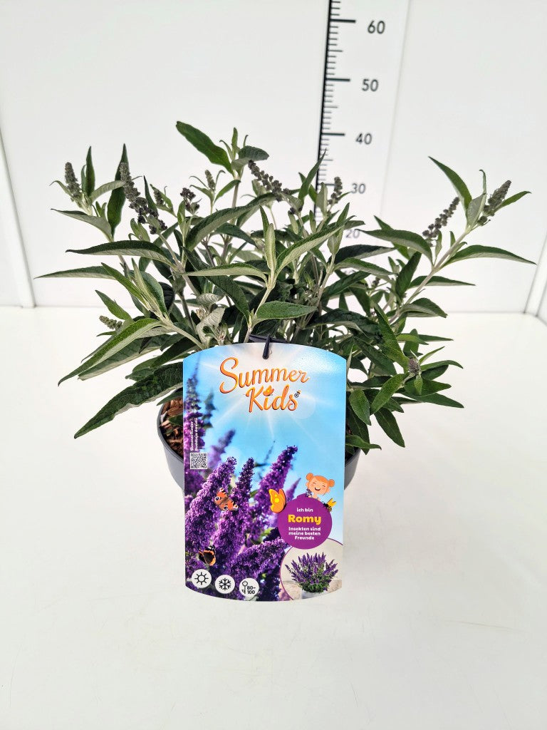 Buddleja d. &