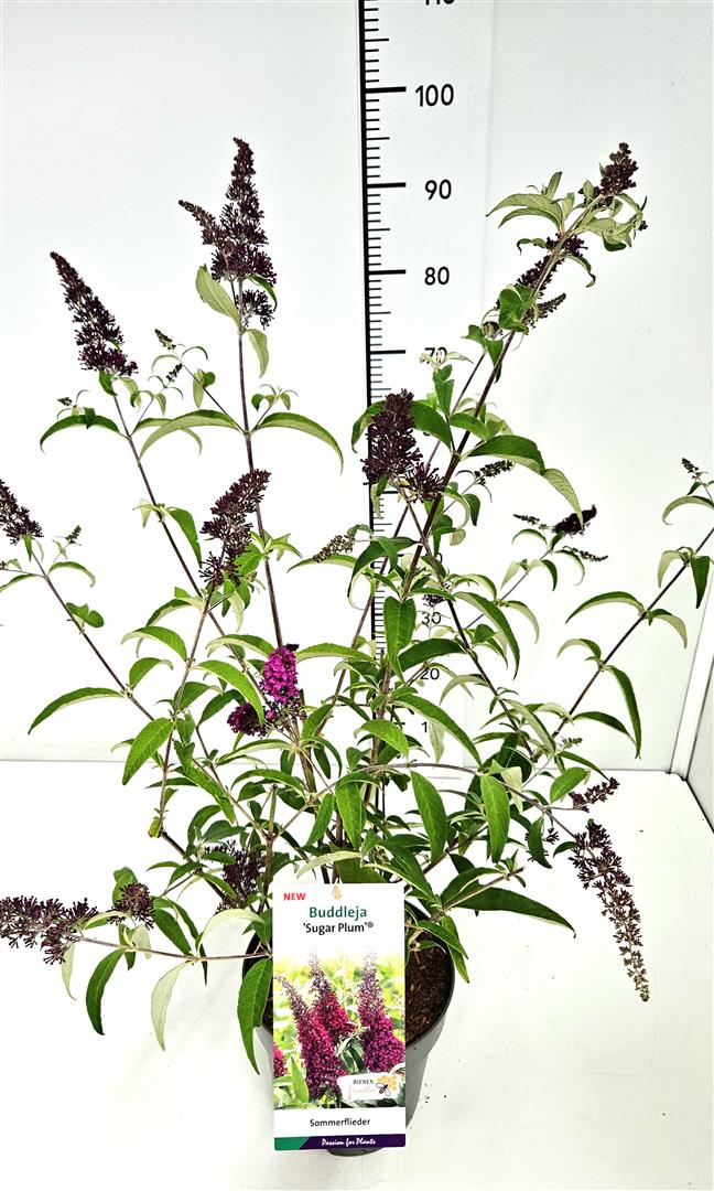 Syrenbuddleja d. &