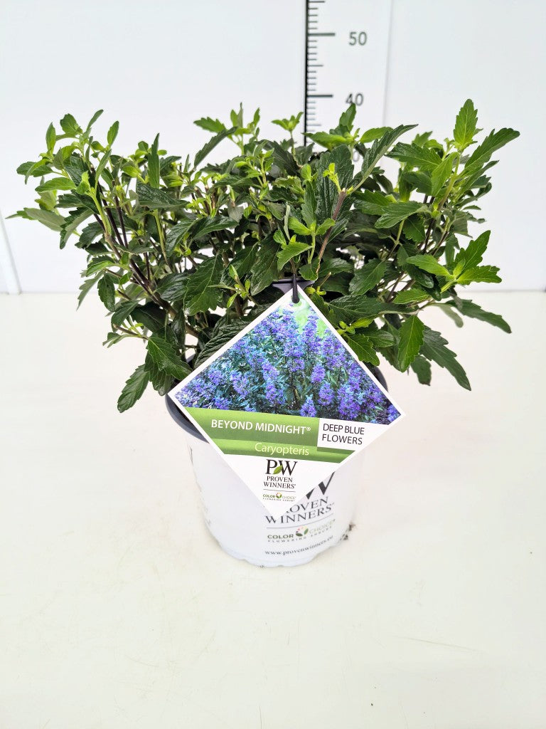 Caryopteris cl. &